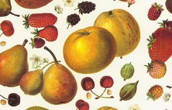 Geschenkpapier Frutta/ Obst